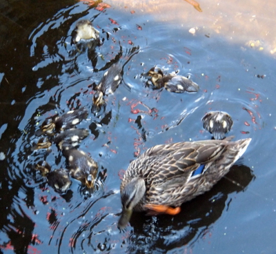 [This image is looking down on a family in a shallow water portion of the stormwater drainage canal. A female mallard is scratching her face while her very young ones search for food. On has its head completely under water displaying only the two yellow spots on its brown rump. Another one has its entire upper body below the water with its little legs paddling so its rump is in the air making its yellow/white underside visible.]
